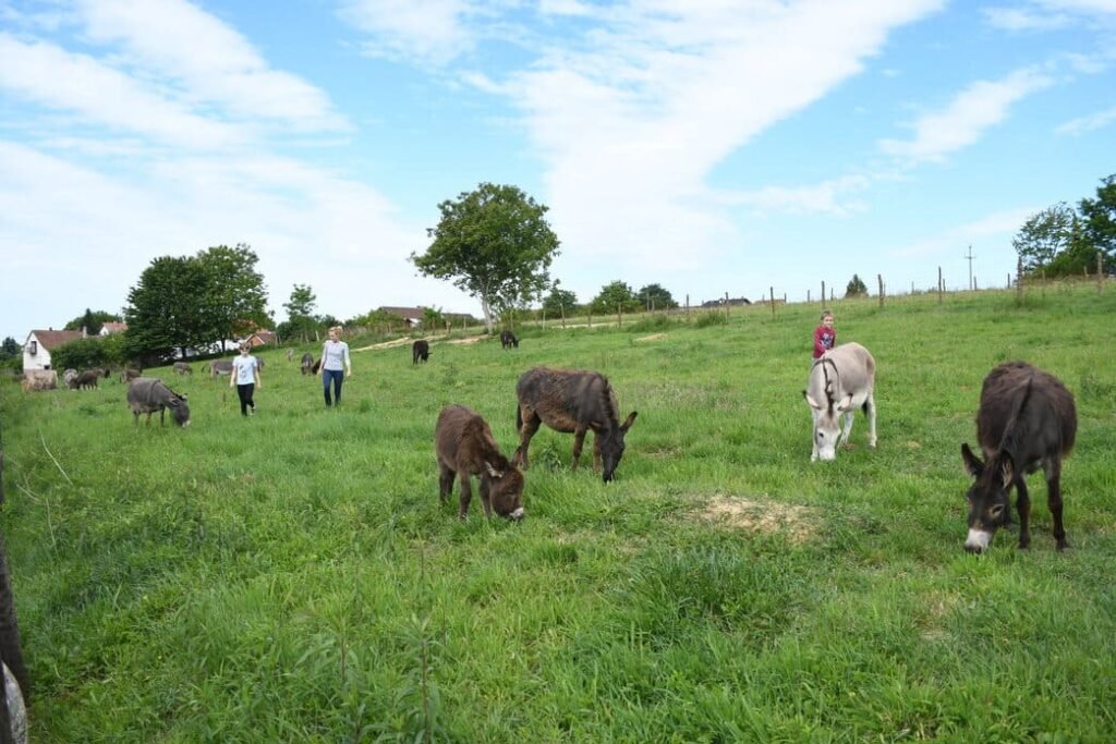 OPG Plašć farma magaraca u Bjelovaru – proizvodnja magarećeg mlijeka
