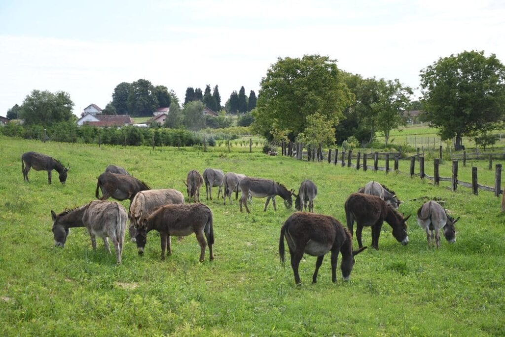 farma opg plasc magarci