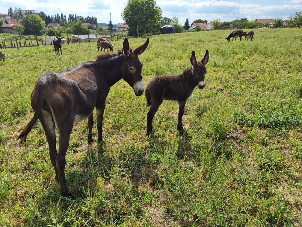 magarac i magarence opg plasc