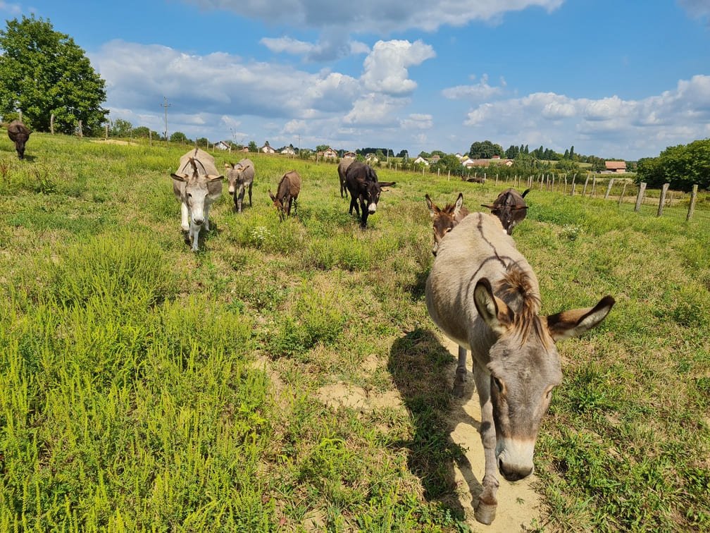 magarac na livadi bjelovar