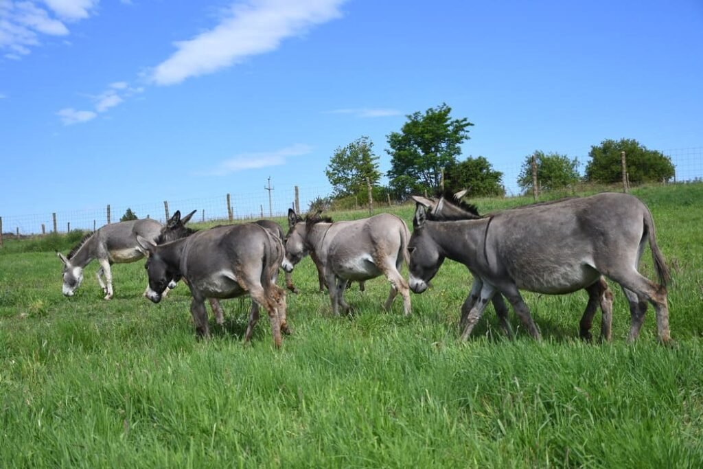 magarac na pasnjaku opg plasc