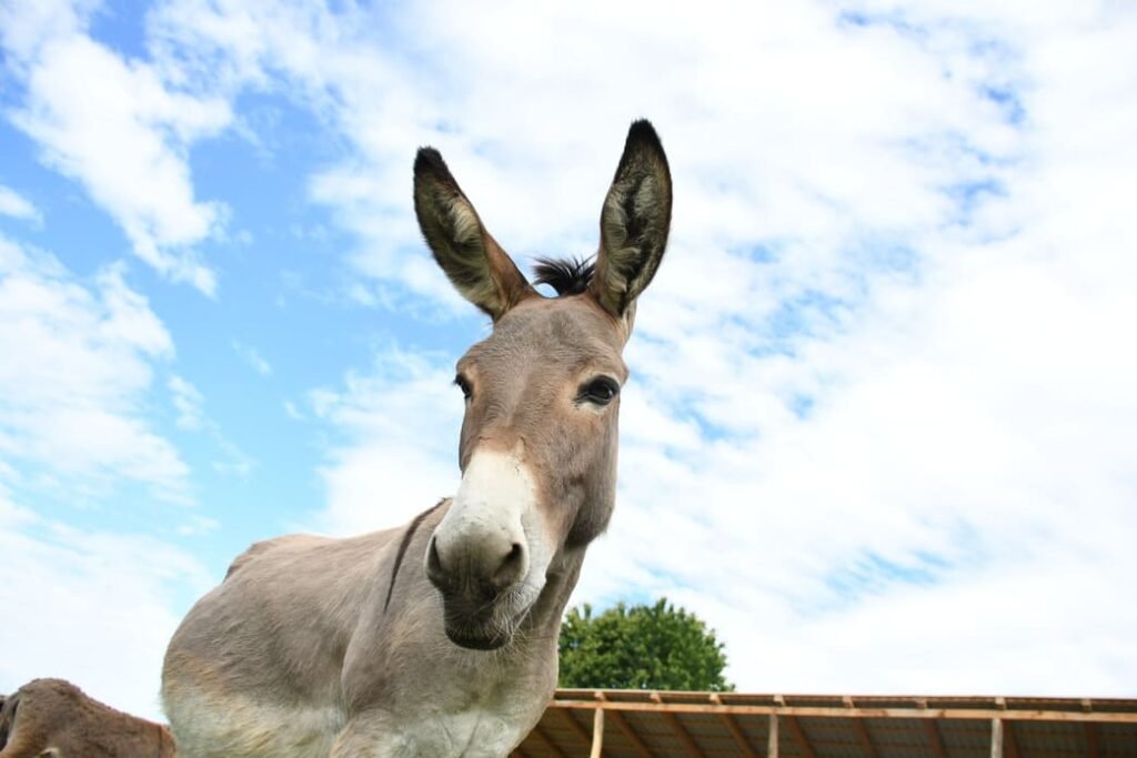 magarac opg plasc bjelovar