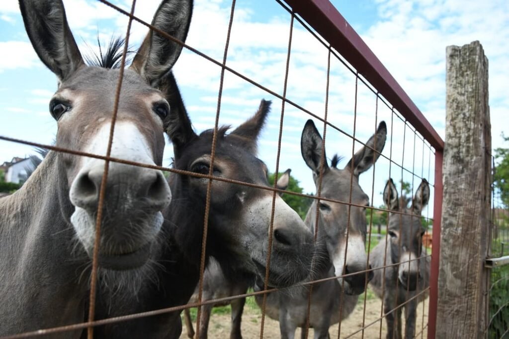 magarci na farmi bjelovar