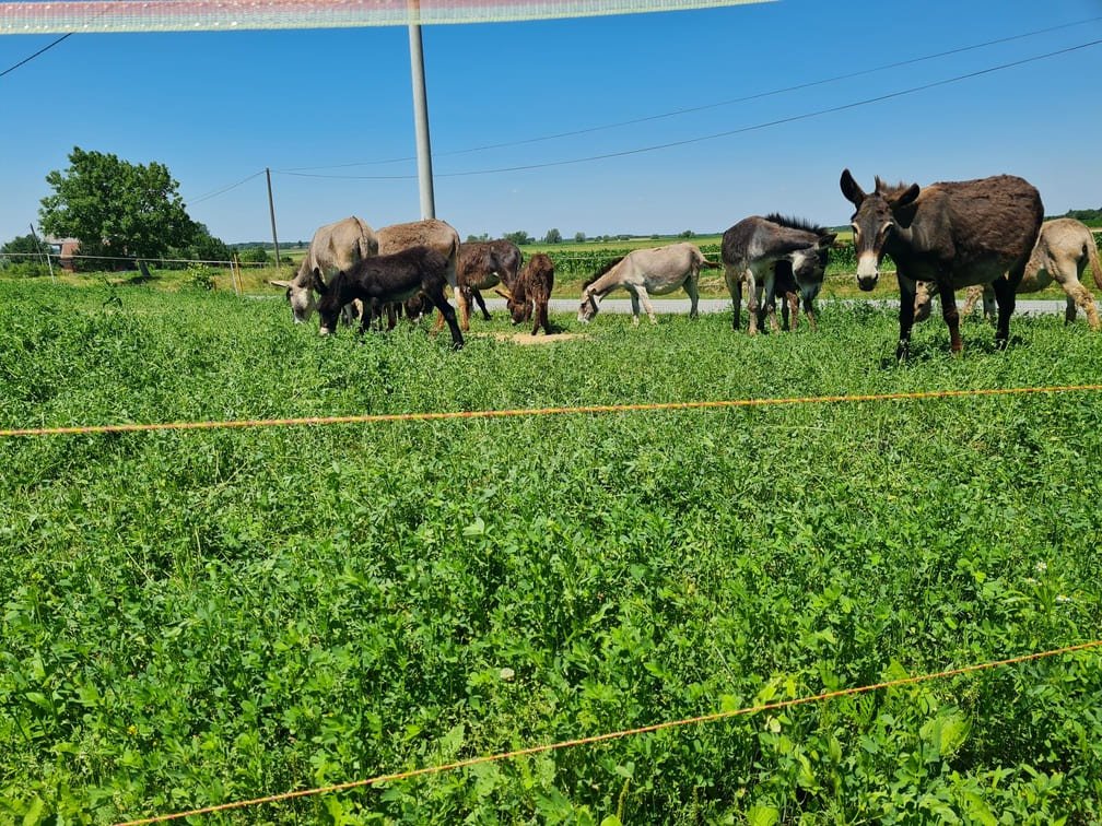 magarci na livadama opg plasc