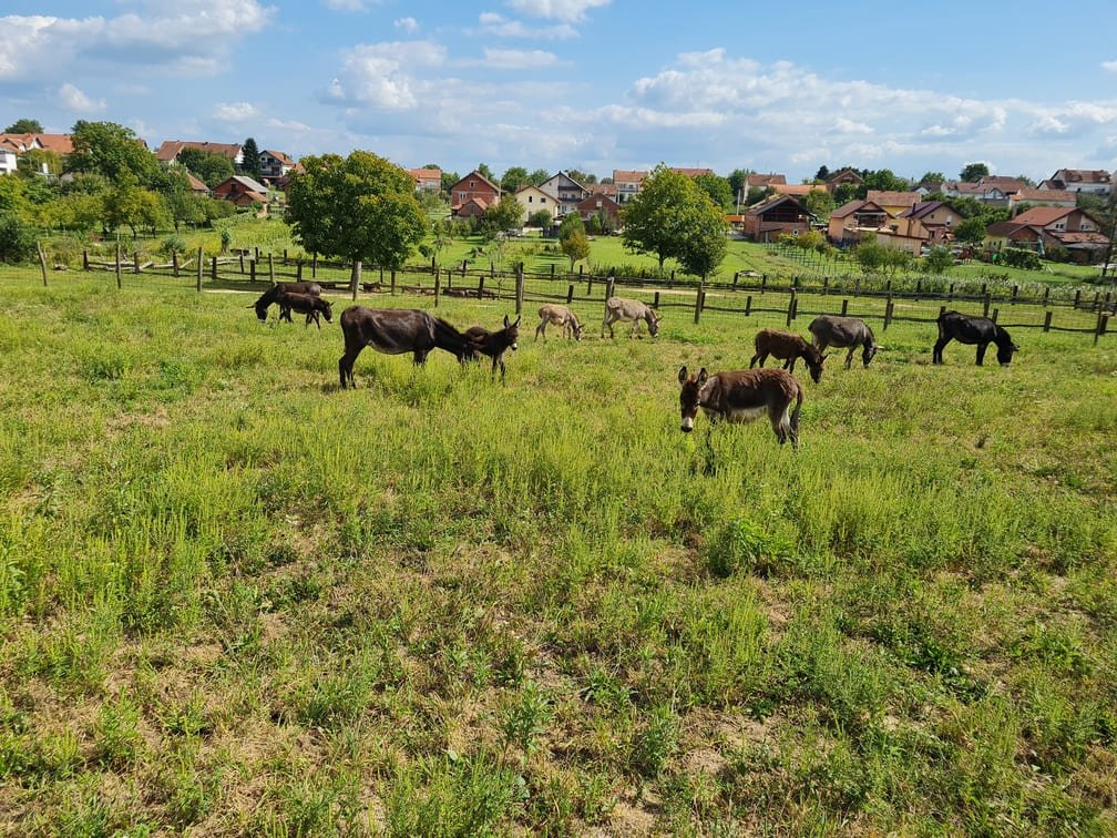 magarci na otvorenom opg plasc