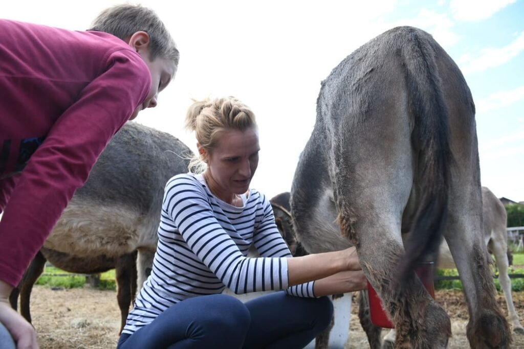 muznja magareceg mlijeka opg plasc