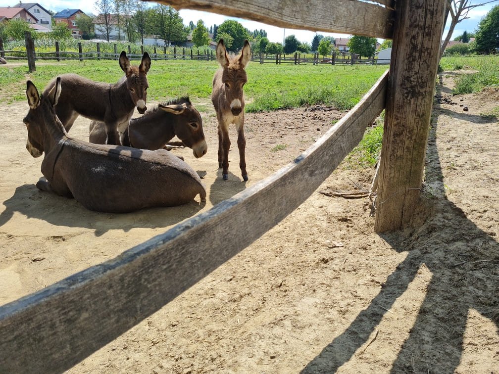 odmor magarci opg plasc