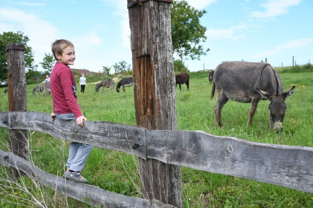 ograda magarci opg plasc