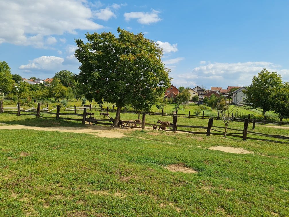 opg plasc farma magarece mlijeko