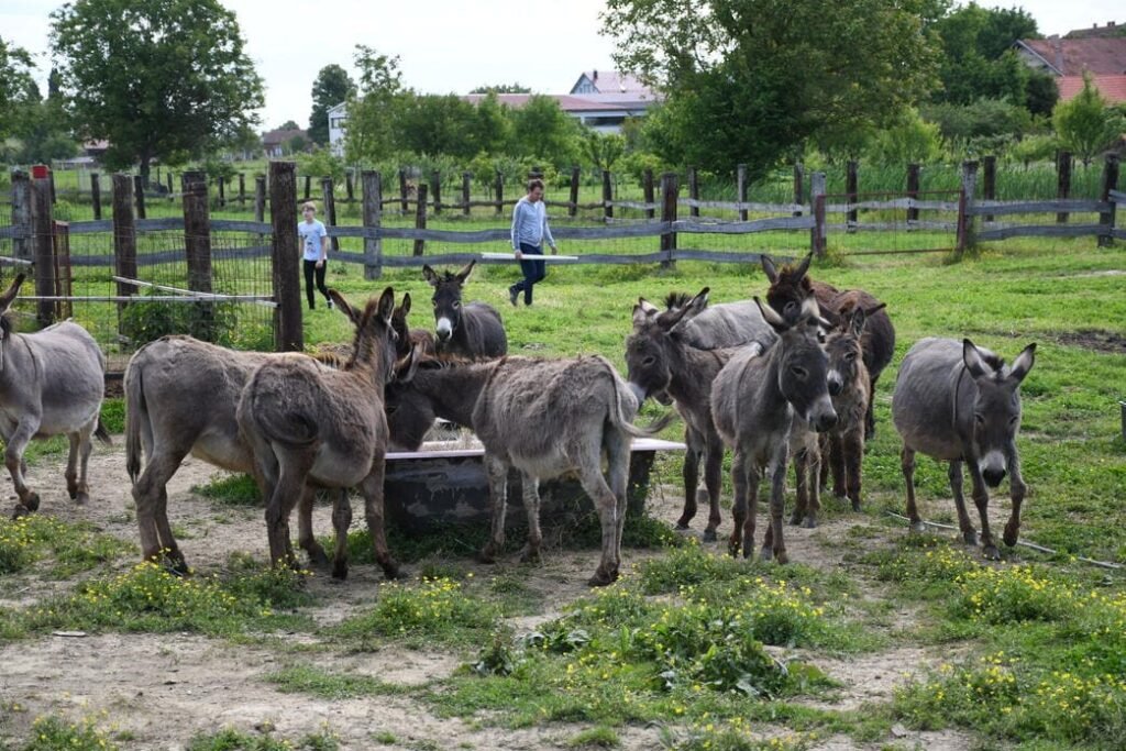 slike sa farme opg plasc